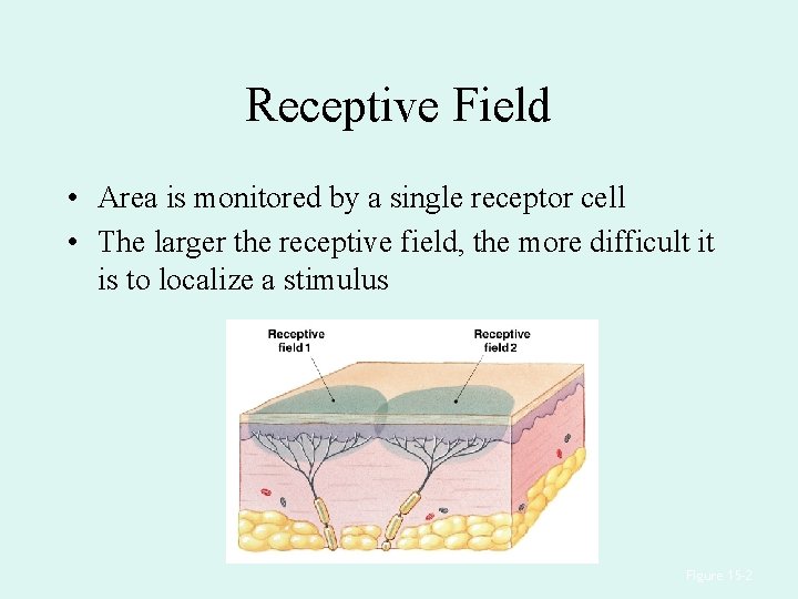 Receptive Field • Area is monitored by a single receptor cell • The larger