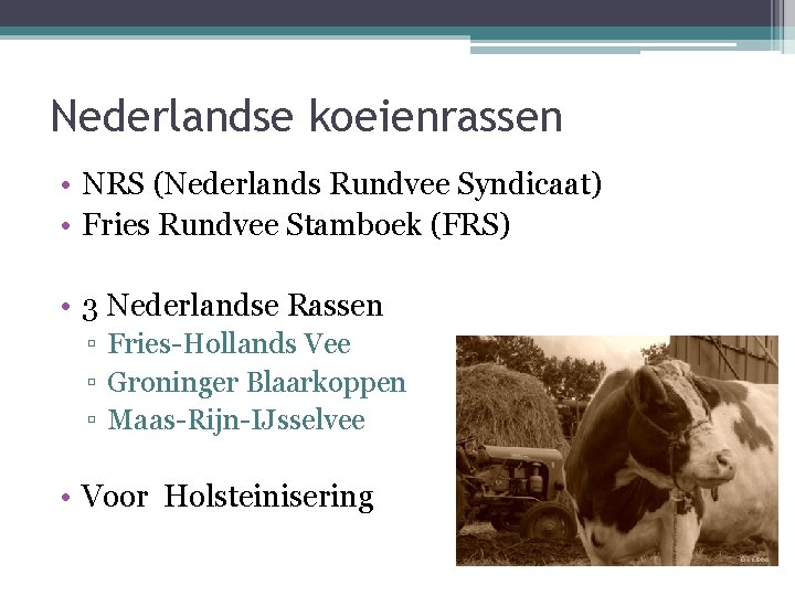 Nederlandse koeienrassen • NRS (Nederlands Rundvee Syndicaat) • Fries Rundvee Stamboek (FRS) • 3