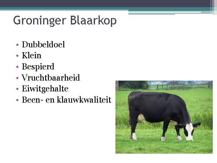 Groninger Blaarkop • • • Dubbeldoel Klein Bespierd Vruchtbaarheid Eiwitgehalte Been- en klauwkwaliteit 