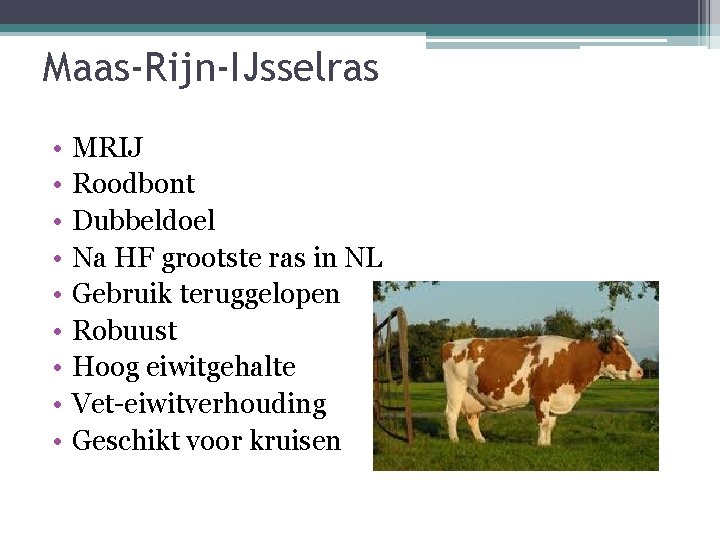 Maas-Rijn-IJsselras • • • MRIJ Roodbont Dubbeldoel Na HF grootste ras in NL Gebruik