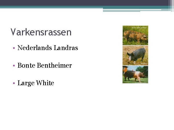 Varkensrassen • Nederlands Landras • Bonte Bentheimer • Large White 