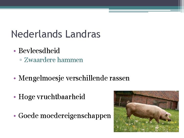 Nederlands Landras • Bevleesdheid ▫ Zwaardere hammen • Mengelmoesje verschillende rassen • Hoge vruchtbaarheid