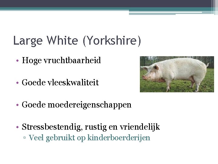 Large White (Yorkshire) • Hoge vruchtbaarheid • Goede vleeskwaliteit • Goede moedereigenschappen • Stressbestendig,