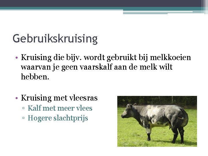 Gebruikskruising • Kruising die bijv. wordt gebruikt bij melkkoeien waarvan je geen vaarskalf aan