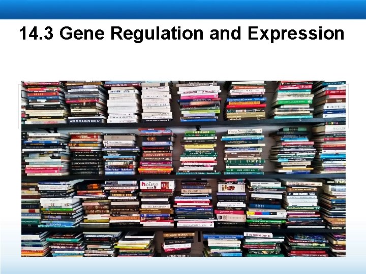 14. 3 Gene Regulation and Expression 