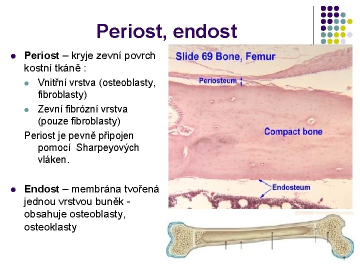 Periost, endost l Periost – kryje zevní povrch kostní tkáně : l Vnitřní vrstva