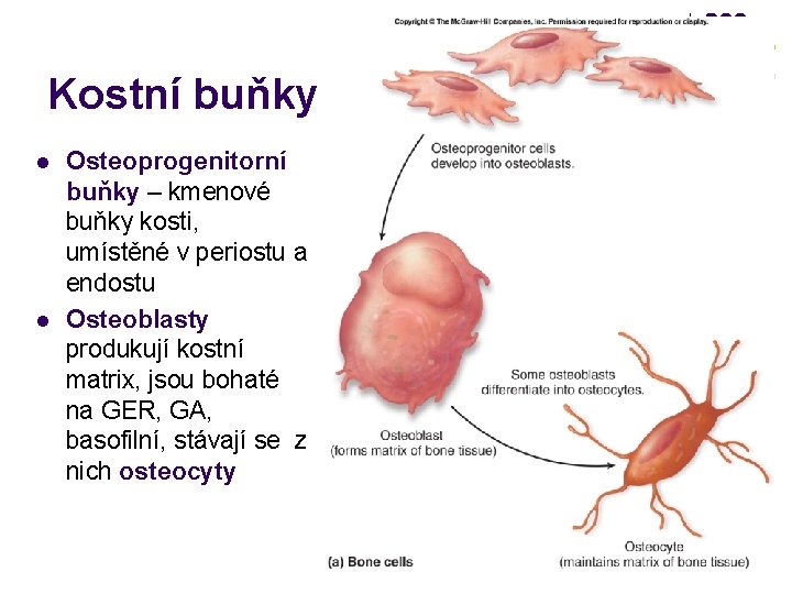 Kostní buňky l l Osteoprogenitorní buňky – kmenové buňky kosti, umístěné v periostu a