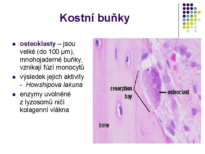 Kostní buňky l l l osteoklasty – jsou velké (do 100 µm), mnohojaderné buňky,