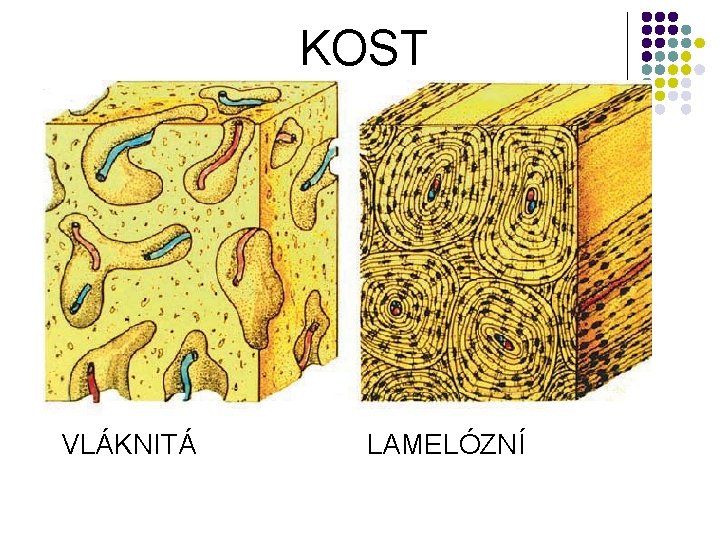 KOST VLÁKNITÁ LAMELÓZNÍ 