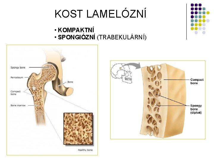 KOST LAMELÓZNÍ • KOMPAKTNÍ • SPONGIÓZNÍ (TRABEKULÁRNÍ) 