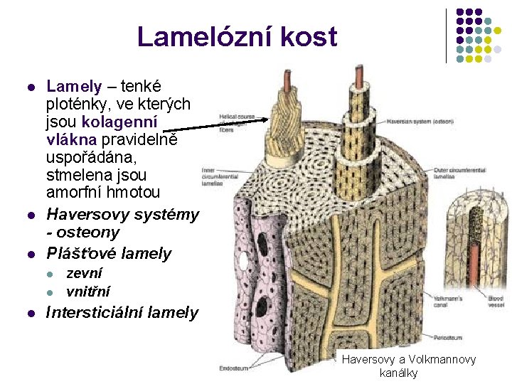 Lamelózní kost l l l Lamely – tenké ploténky, ve kterých jsou kolagenní vlákna