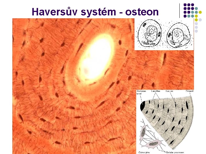 Haversův systém - osteon 