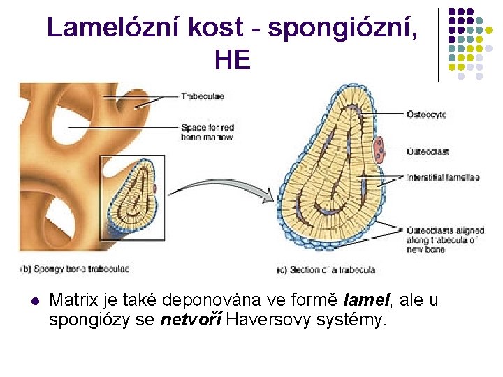 Lamelózní kost - spongiózní, HE l Matrix je také deponována ve formě lamel, ale