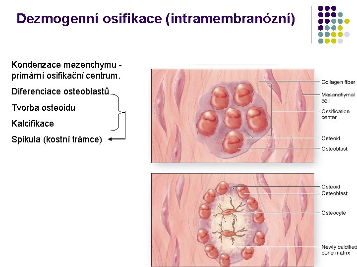 Dezmogenní osifikace (intramembranózní) Kondenzace mezenchymu primární osifikační centrum. Diferenciace osteoblastů Tvorba osteoidu Kalcifikace Spikula