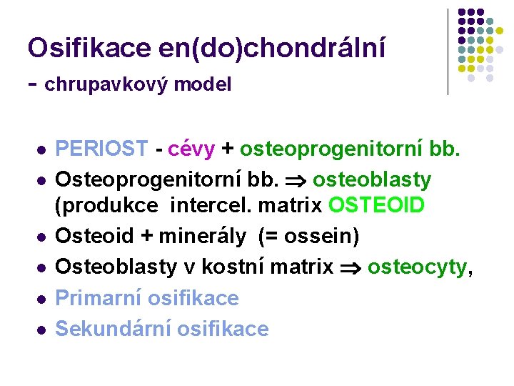 Osifikace en(do)chondrální - chrupavkový model l l l PERIOST - cévy + osteoprogenitorní bb.