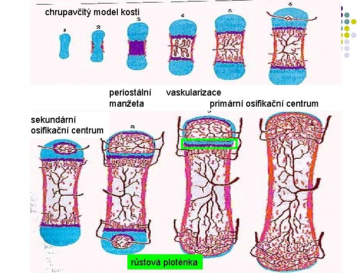 chrupavčitý model kosti periostální manžeta vaskularizace primární osifikační centrum sekundární osifikační centrum růstová ploténka