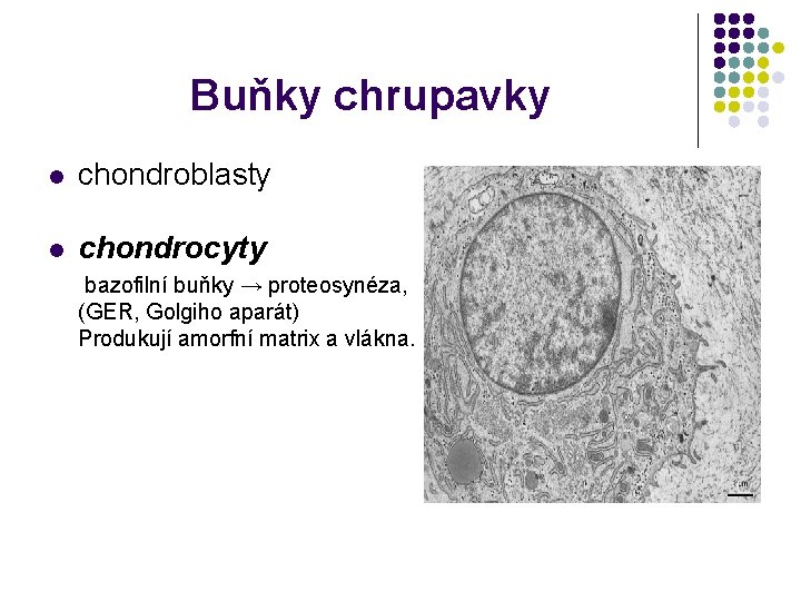 Buňky chrupavky l chondroblasty l chondrocyty bazofilní buňky → proteosynéza, (GER, Golgiho aparát) Produkují