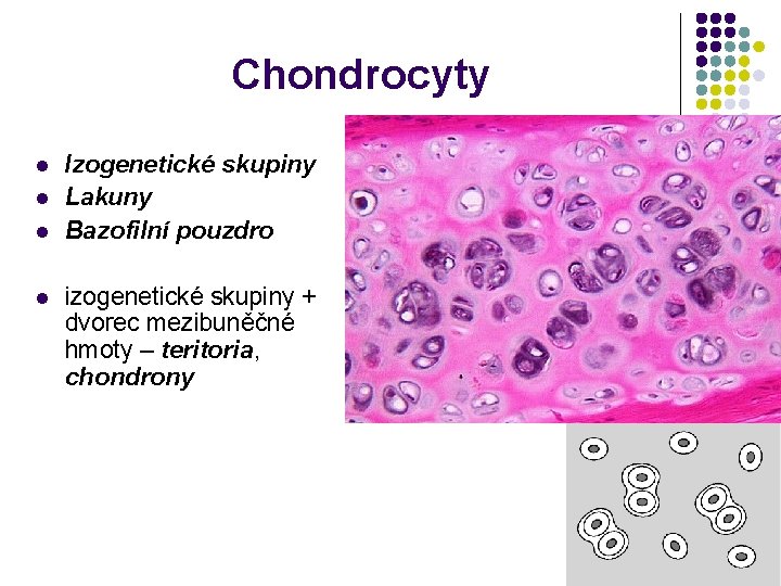 Chondrocyty l l Izogenetické skupiny Lakuny Bazofilní pouzdro izogenetické skupiny + dvorec mezibuněčné hmoty