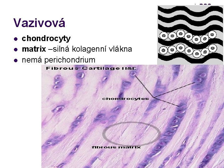 Vazivová l l l chondrocyty matrix –silná kolagenní vlákna nemá perichondrium 