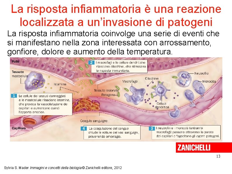 La risposta infiammatoria è una reazione localizzata a un’invasione di patogeni La risposta infiammatoria