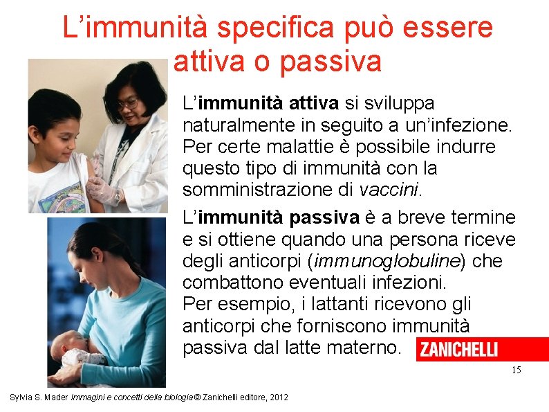 L’immunità specifica può essere attiva o passiva L’immunità attiva si sviluppa naturalmente in seguito