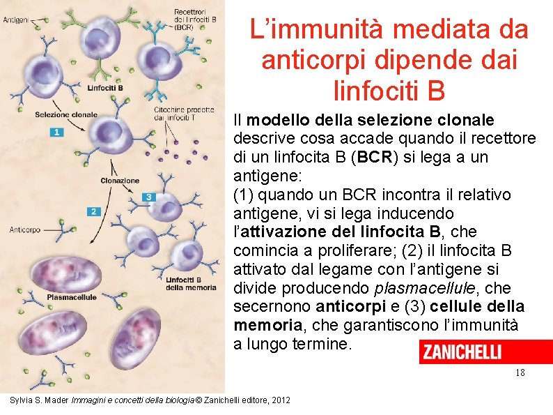 L’immunità mediata da anticorpi dipende dai linfociti B Il modello della selezione clonale descrive