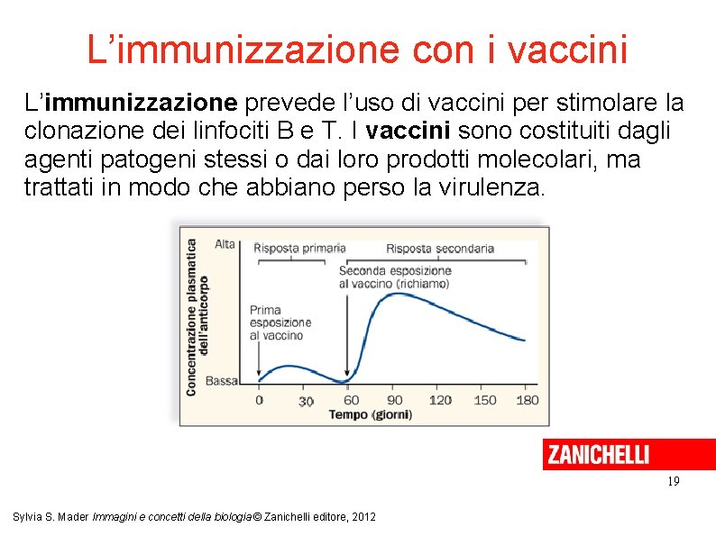 L’immunizzazione con i vaccini L’immunizzazione prevede l’uso di vaccini per stimolare la clonazione dei