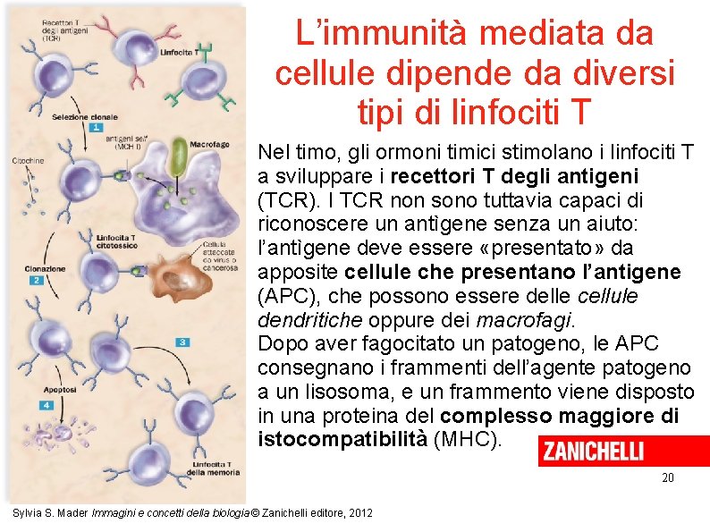 L’immunità mediata da cellule dipende da diversi tipi di linfociti T Nel timo, gli