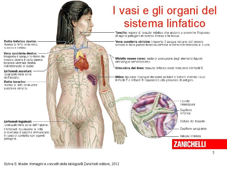 I vasi e gli organi del sistema linfatico 5 Sylvia S. Mader Immagini e