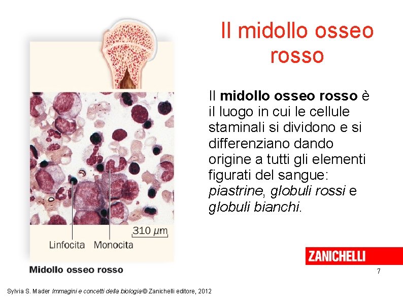 Il midollo osseo rosso è il luogo in cui le cellule staminali si dividono