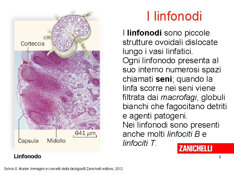 I linfonodi sono piccole strutture ovoidali dislocate lungo i vasi linfatici. Ogni linfonodo presenta