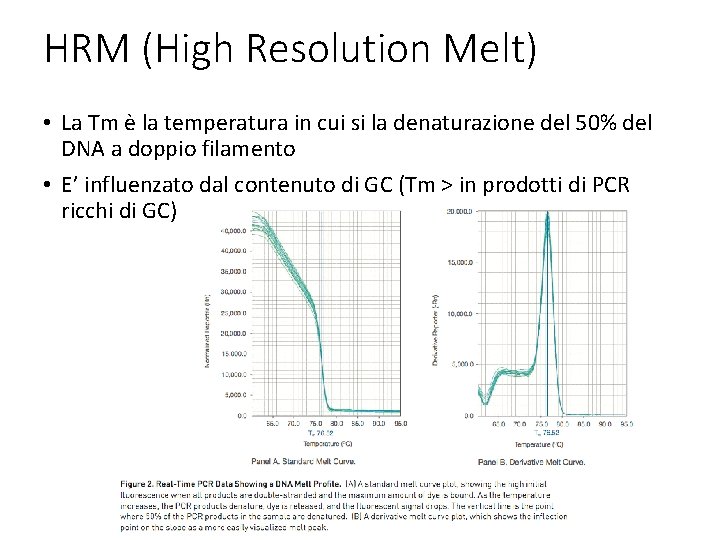 HRM (High Resolution Melt) • La Tm è la temperatura in cui si la