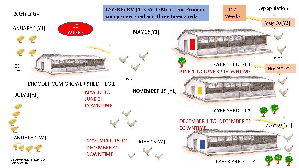 LAYER FARM (1+3 SYSTEM)i. e. One Brooder cum grower shed and Three Layer sheds