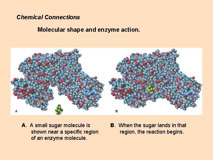 Chemical Connections Molecular shape and enzyme action. A. A small sugar molecule is shown