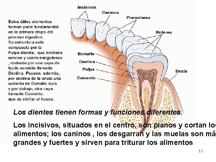 Los dientes tienen formas y funciones diferentes. Los incisivos, situados en el centro, son Los dientes tienen formas y funciones diferentes. Los incisivos, situados en el centro, son