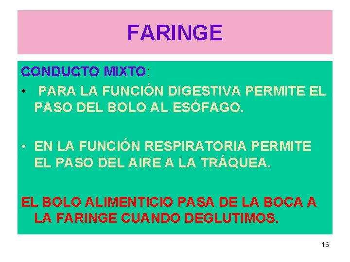 FARINGE CONDUCTO MIXTO: • PARA LA FUNCIÓN DIGESTIVA PERMITE EL PASO DEL BOLO AL FARINGE CONDUCTO MIXTO: • PARA LA FUNCIÓN DIGESTIVA PERMITE EL PASO DEL BOLO AL