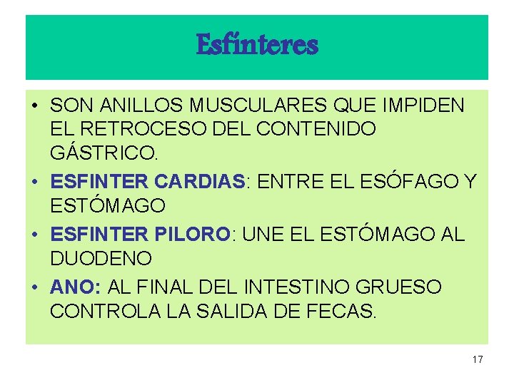 Esfínteres • SON ANILLOS MUSCULARES QUE IMPIDEN EL RETROCESO DEL CONTENIDO GÁSTRICO. • ESFINTER Esfínteres • SON ANILLOS MUSCULARES QUE IMPIDEN EL RETROCESO DEL CONTENIDO GÁSTRICO. • ESFINTER