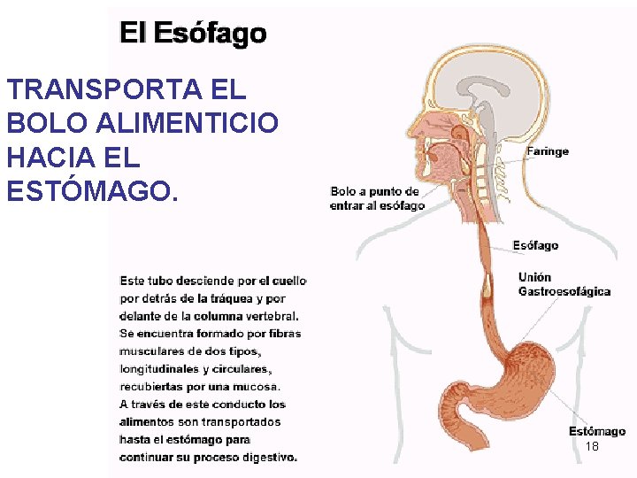 TRANSPORTA EL BOLO ALIMENTICIO HACIA EL ESTÓMAGO. 18 TRANSPORTA EL BOLO ALIMENTICIO HACIA EL ESTÓMAGO. 18