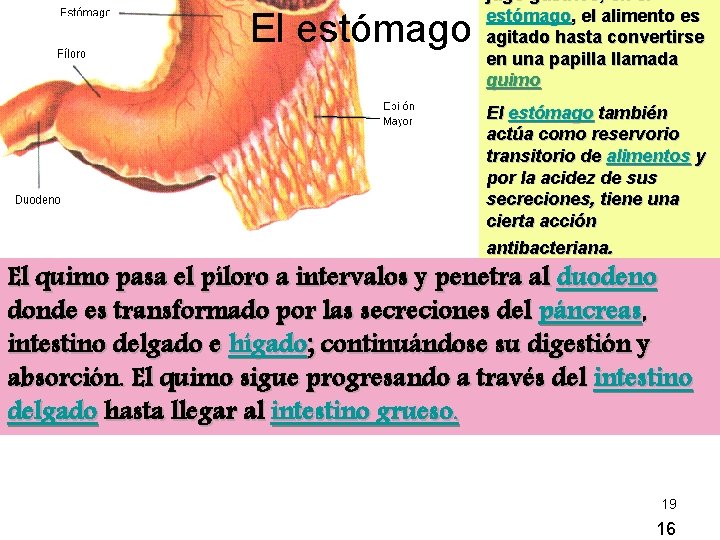 El estómago jugo gástrico, en el estómago, el alimento es agitado hasta convertirse en El estómago jugo gástrico, en el estómago, el alimento es agitado hasta convertirse en