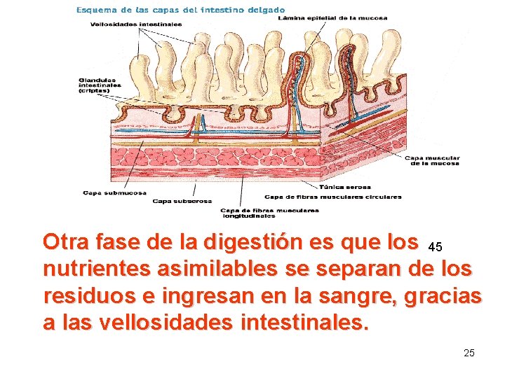 Otra fase de la digestión es que los 45 nutrientes asimilables se separan de Otra fase de la digestión es que los 45 nutrientes asimilables se separan de