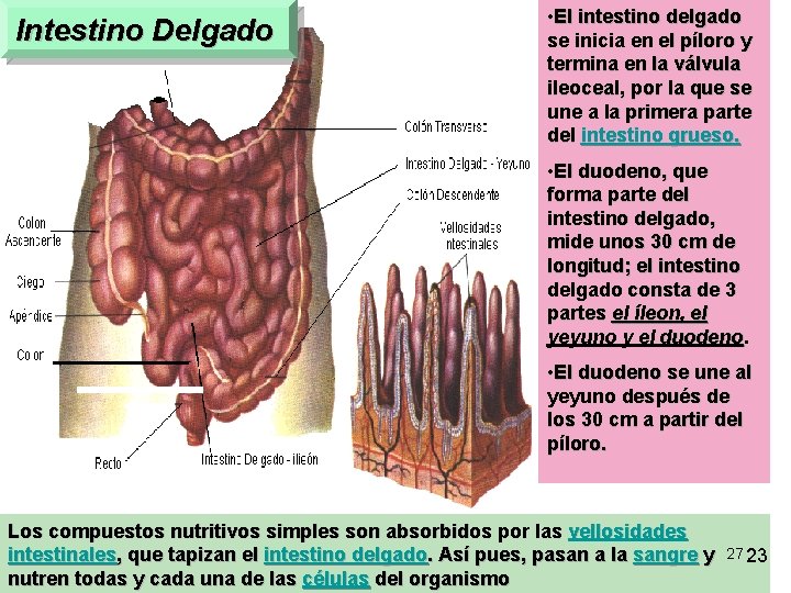 Intestino Delgado • El intestino delgado se inicia en el píloro y termina en Intestino Delgado • El intestino delgado se inicia en el píloro y termina en