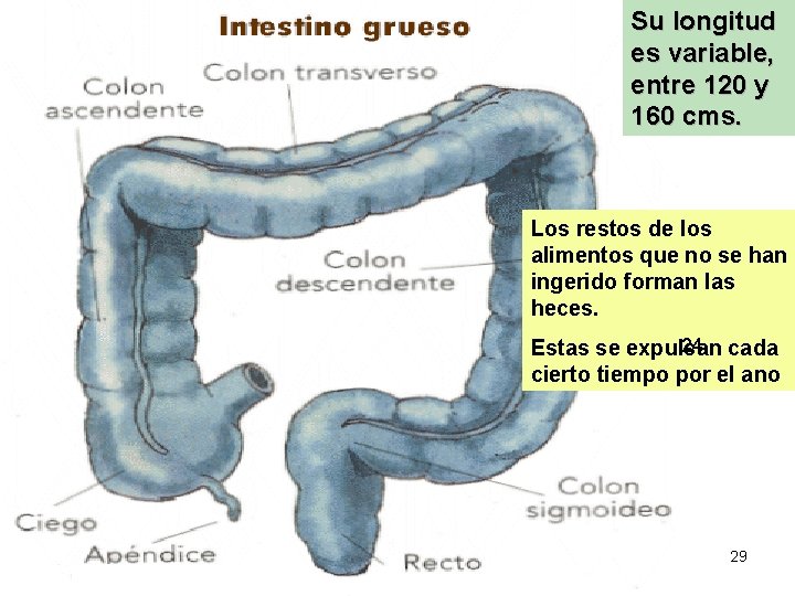 Su longitud es variable, entre 120 y 160 cms. Los restos de los alimentos Su longitud es variable, entre 120 y 160 cms. Los restos de los alimentos