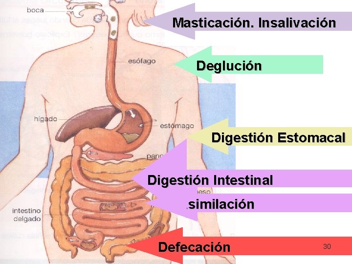 Masticación. Insalivación Deglución Digestión Estomacal Digestión Intestinal Asimilación Defecación 30 Masticación. Insalivación Deglución Digestión Estomacal Digestión Intestinal Asimilación Defecación 30