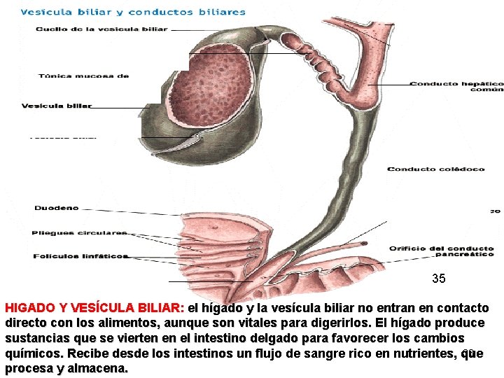 35 HIGADO Y VESÍCULA BILIAR: el hígado y la vesícula biliar no entran en 35 HIGADO Y VESÍCULA BILIAR: el hígado y la vesícula biliar no entran en