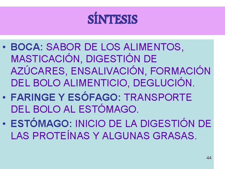 SÍNTESIS • BOCA: SABOR DE LOS ALIMENTOS, MASTICACIÓN, DIGESTIÓN DE AZÚCARES, ENSALIVACIÓN, FORMACIÓN DEL SÍNTESIS • BOCA: SABOR DE LOS ALIMENTOS, MASTICACIÓN, DIGESTIÓN DE AZÚCARES, ENSALIVACIÓN, FORMACIÓN DEL