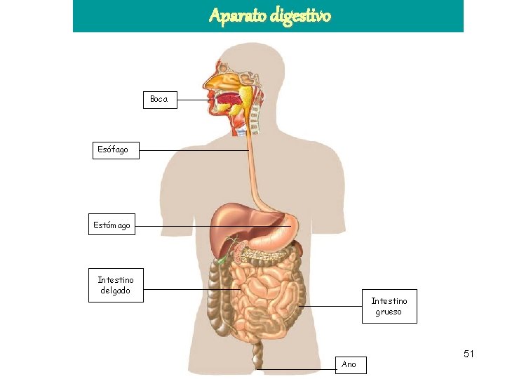 Aparato digestivo Boca Esófago Estómago Intestino delgado Intestino grueso Ano 51 Aparato digestivo Boca Esófago Estómago Intestino delgado Intestino grueso Ano 51