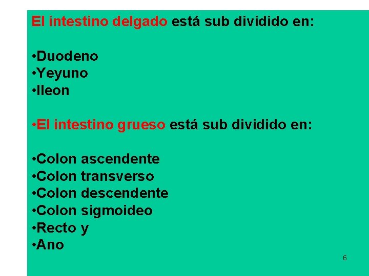 El intestino delgado está sub dividido en: • Duodeno • Yeyuno • Ileon • El intestino delgado está sub dividido en: • Duodeno • Yeyuno • Ileon •