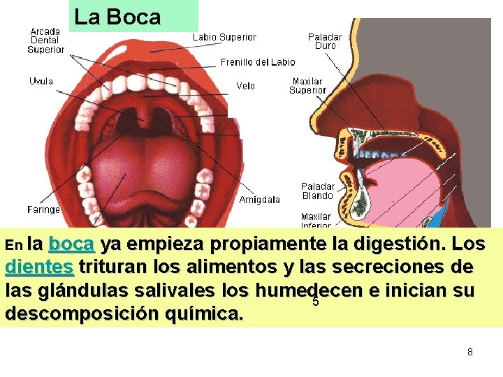 La Boca En la boca ya empieza propiamente la digestión. Los dientes trituran los La Boca En la boca ya empieza propiamente la digestión. Los dientes trituran los