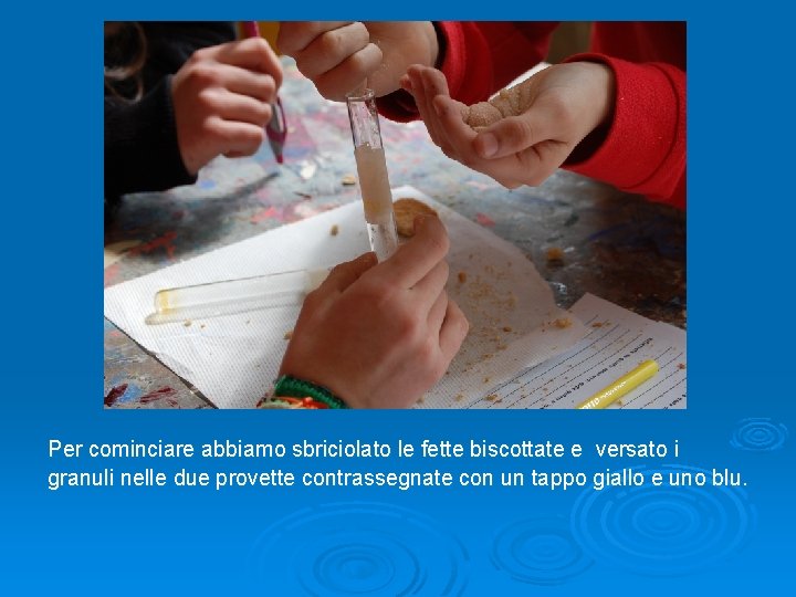 Per cominciare abbiamo sbriciolato le fette biscottate e versato i granuli nelle due provette Per cominciare abbiamo sbriciolato le fette biscottate e versato i granuli nelle due provette