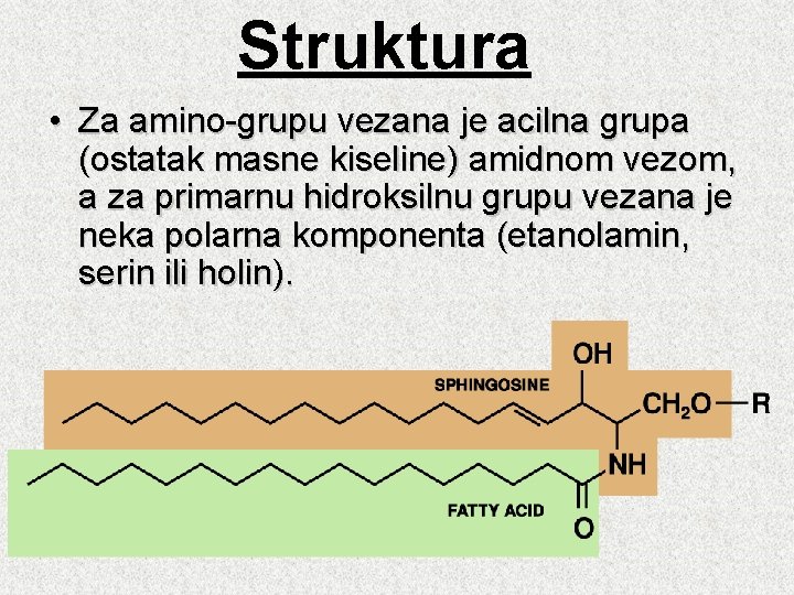 Struktura • Za amino-grupu vezana je acilna grupa (ostatak masne kiseline) amidnom vezom, a